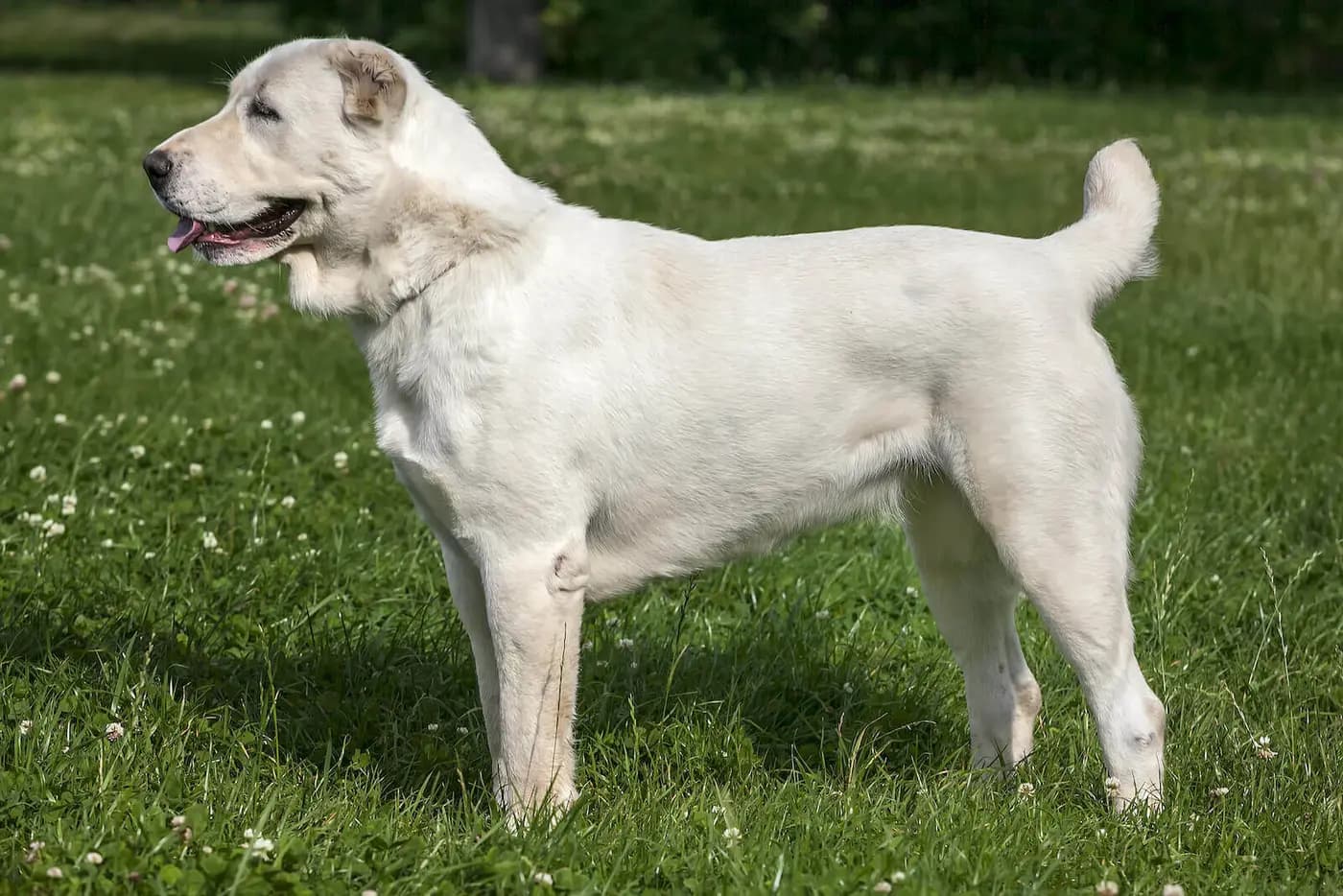 Central Asian Shepherd breed photo