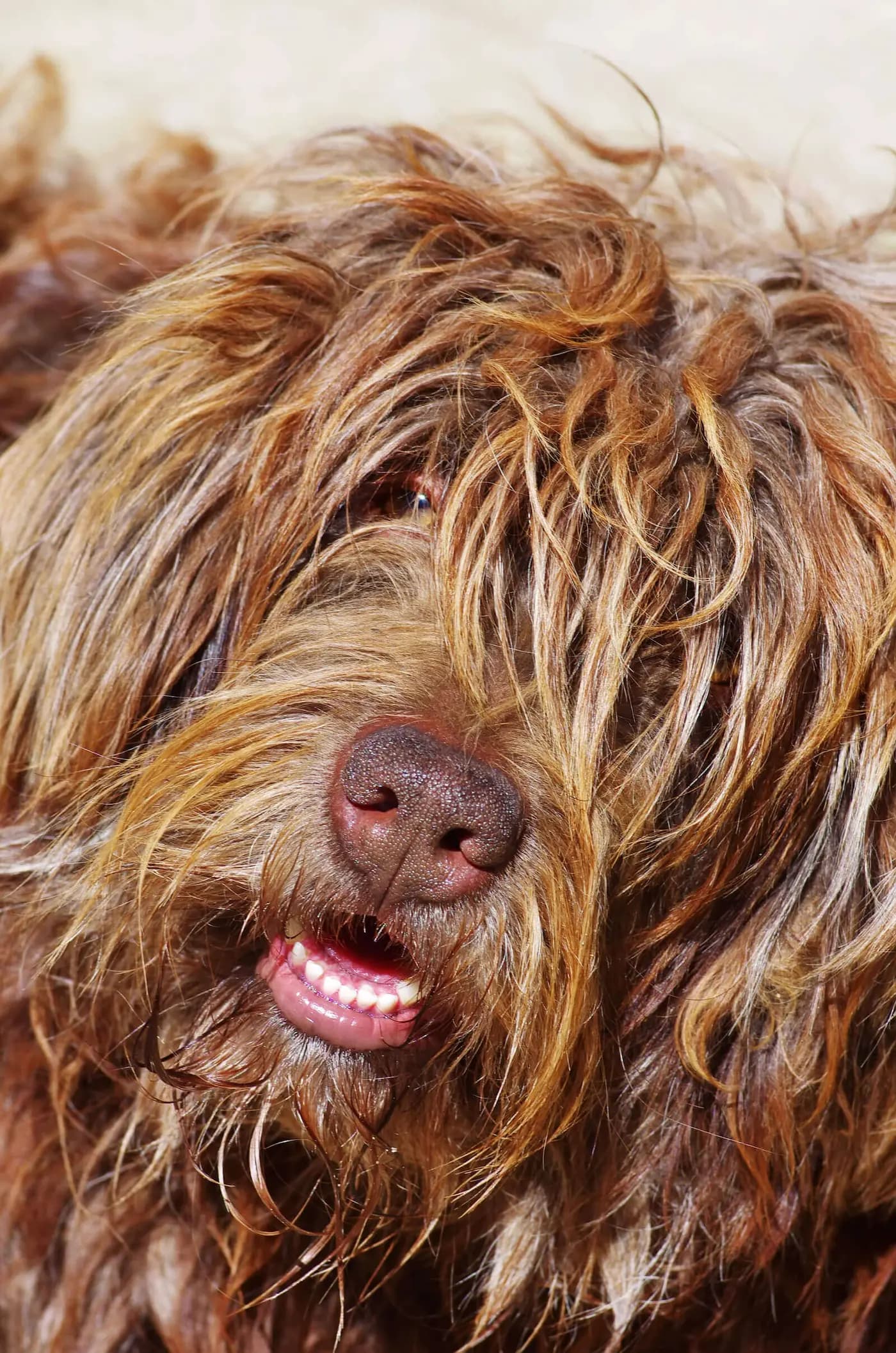 Portuguese Sheepdog breed photo