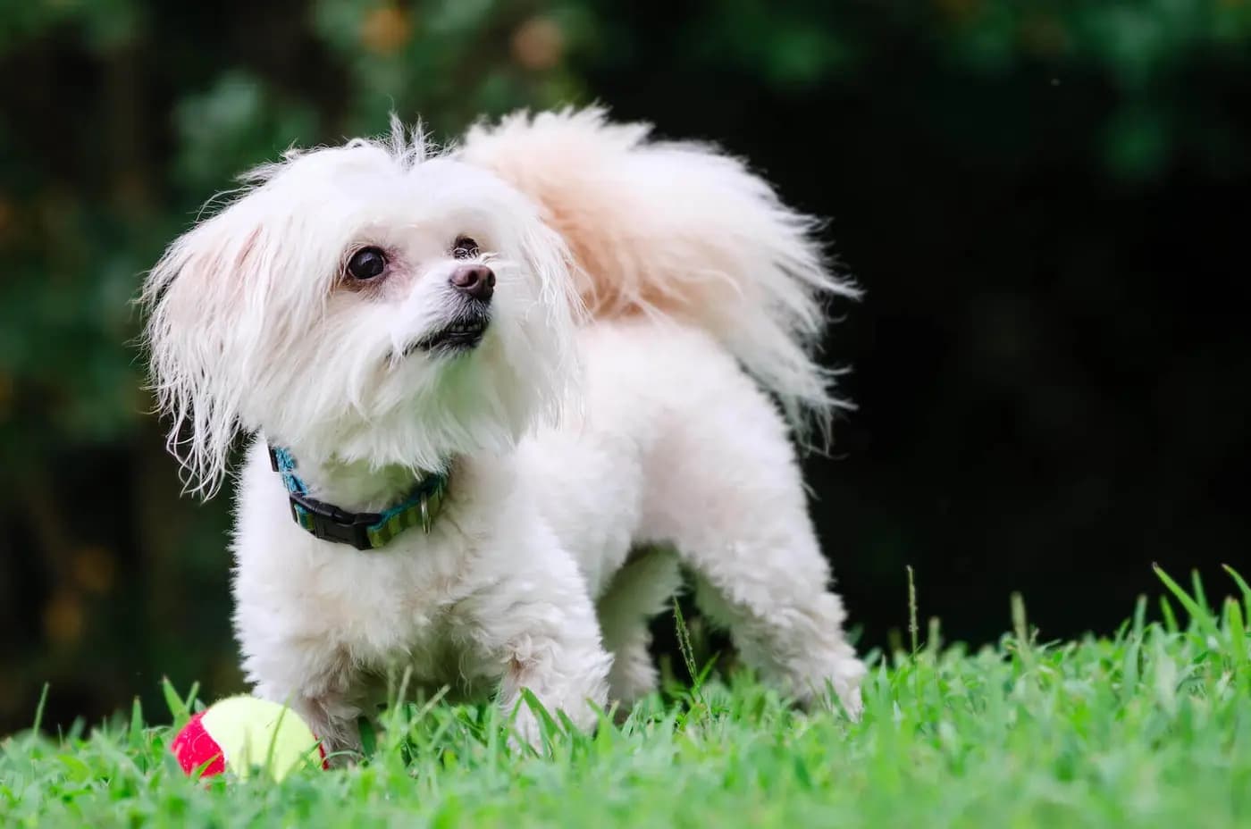 Maltipoo breed photo