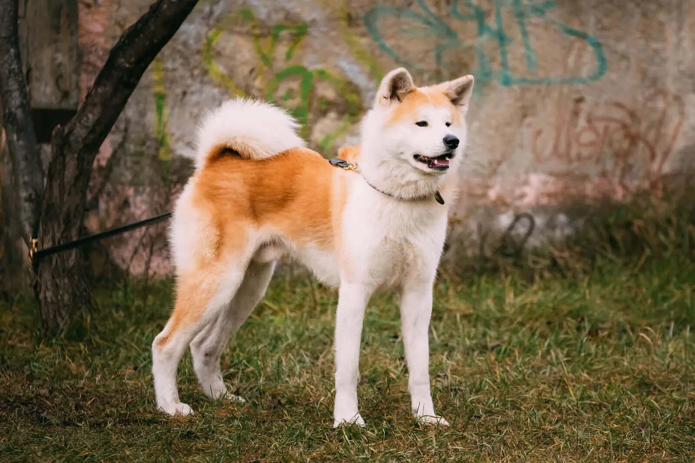 Japanese Akita breed photo