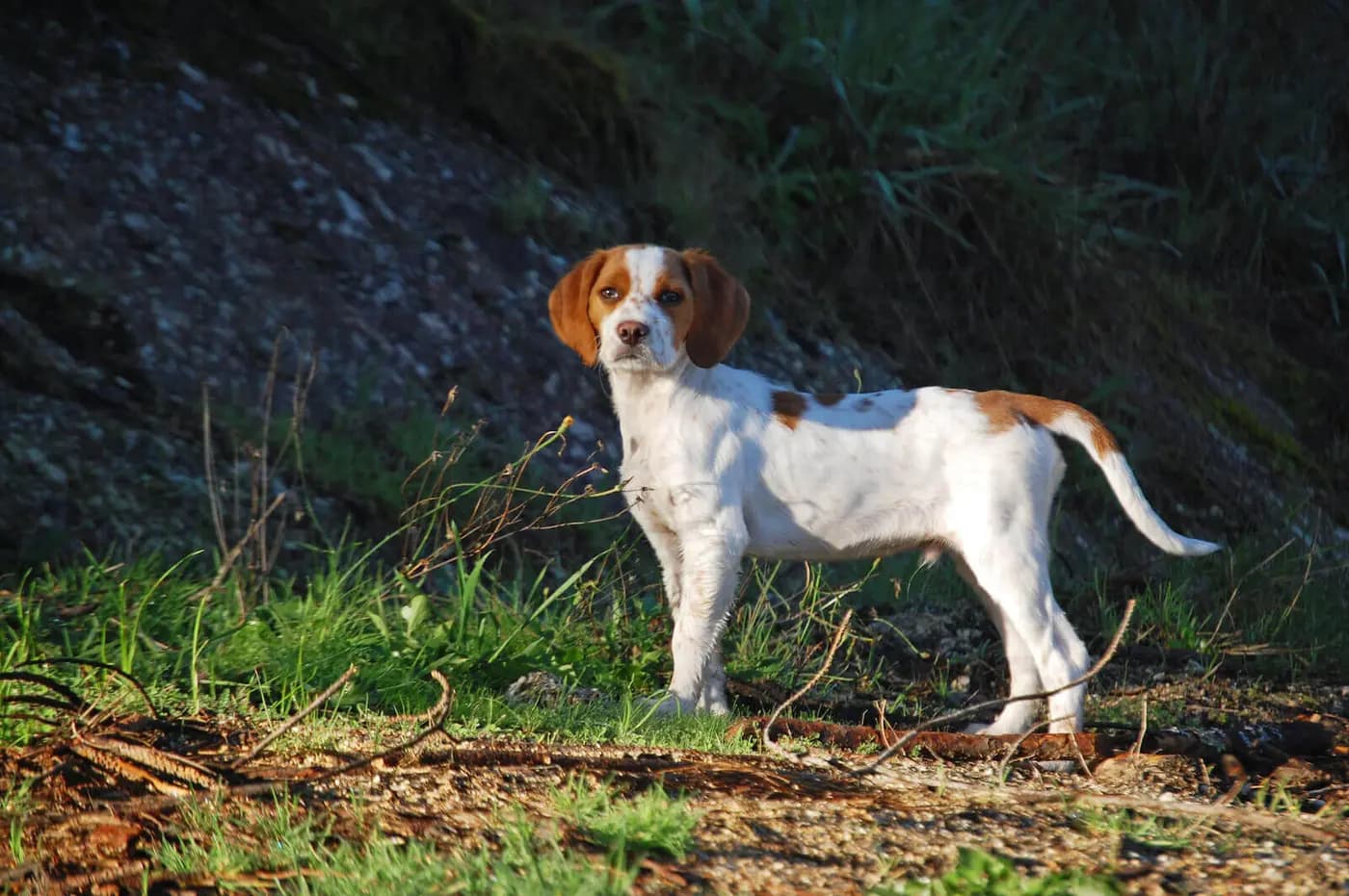 French Brittany breed photo