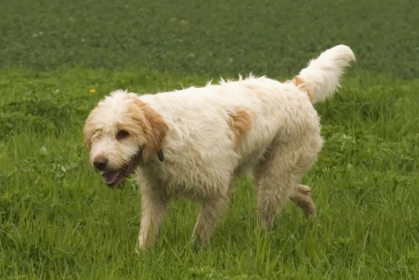 Briquet Griffon Vendeen breed photo