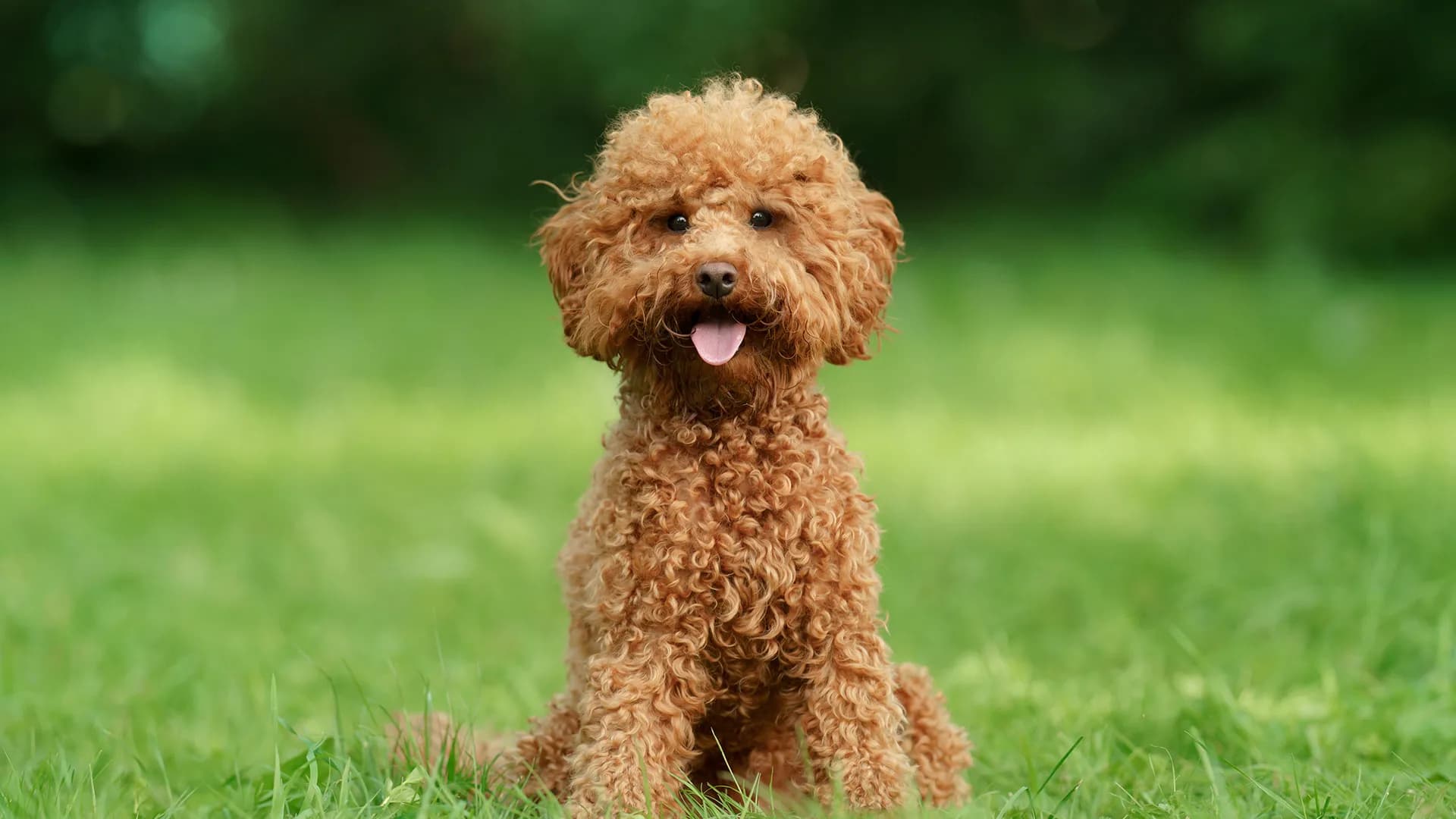 Poodle - Miniature breed photo