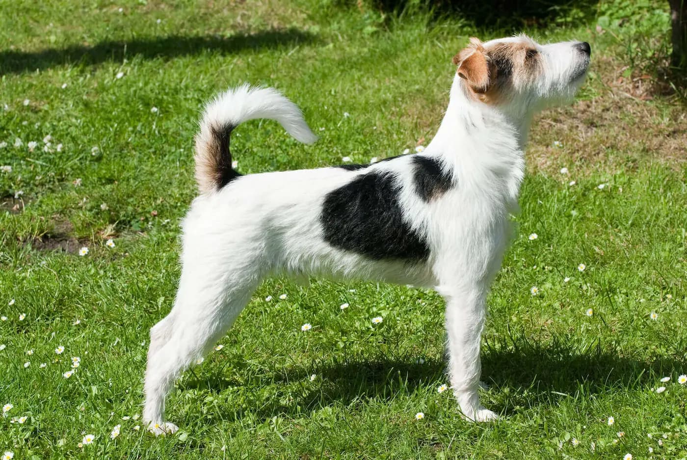 Parson Russell Terrier breed photo