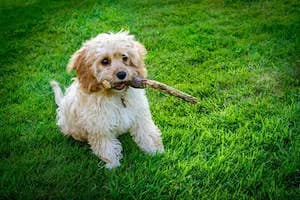 Cavapoo